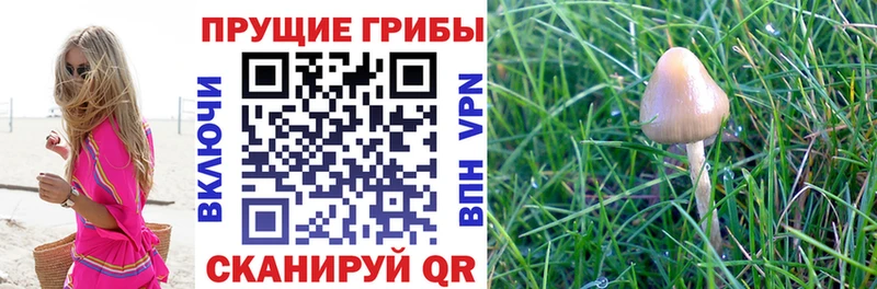 Псилоцибиновые грибы Psilocybine cubensis  Купить  Верхотурье 